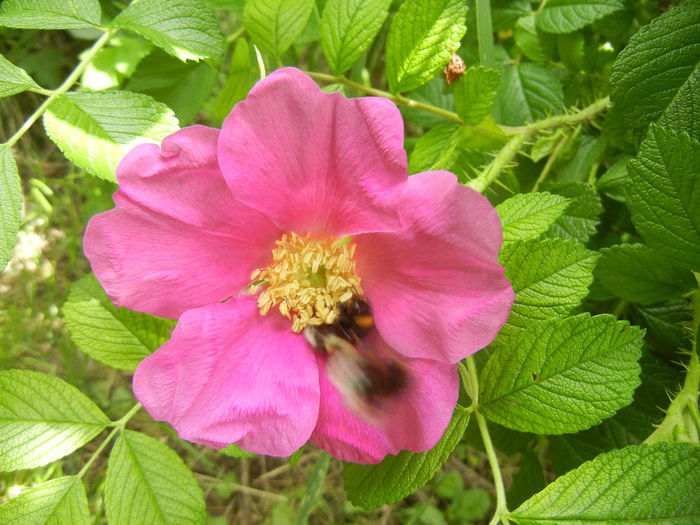 Rosa rugosa (2014, May 09)