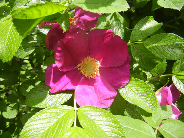 Rosa rugosa (2014, May 09) - ROSA Rugosa_Rugosa Rose