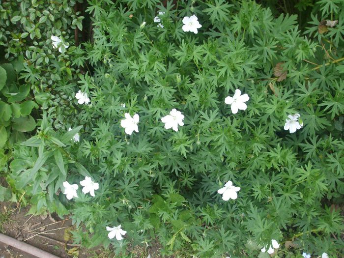 Geranium sanguineum Album