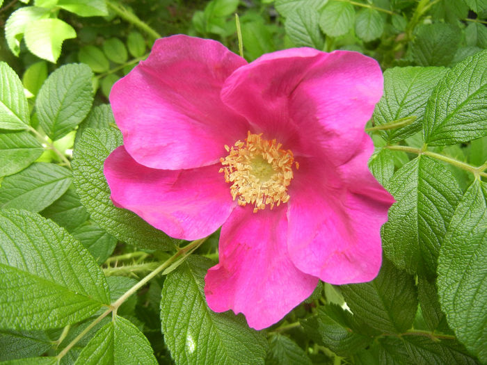 Rosa rugosa (2014, May 09)