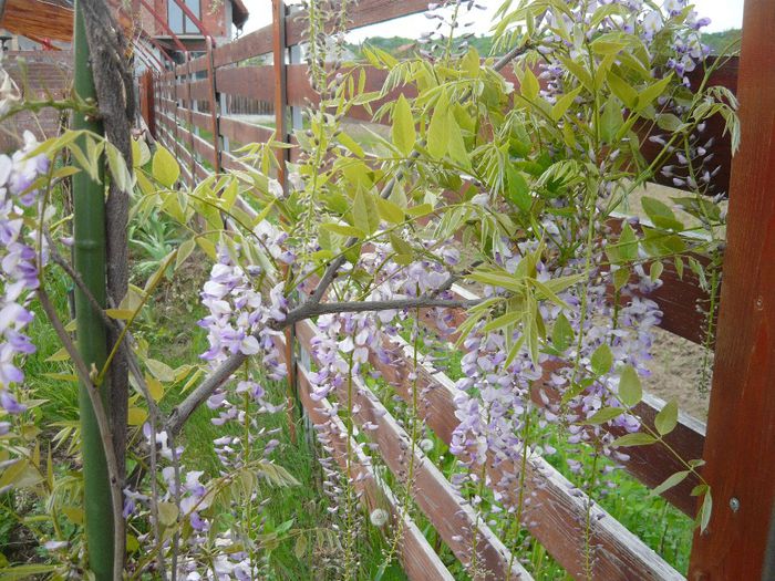 049 - wisteria