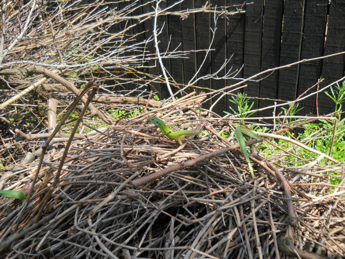 Mascul gustere din zona Olteniei 24.04.14 - 92 Reptile amfibieni batracieni nevertebrate autohtone