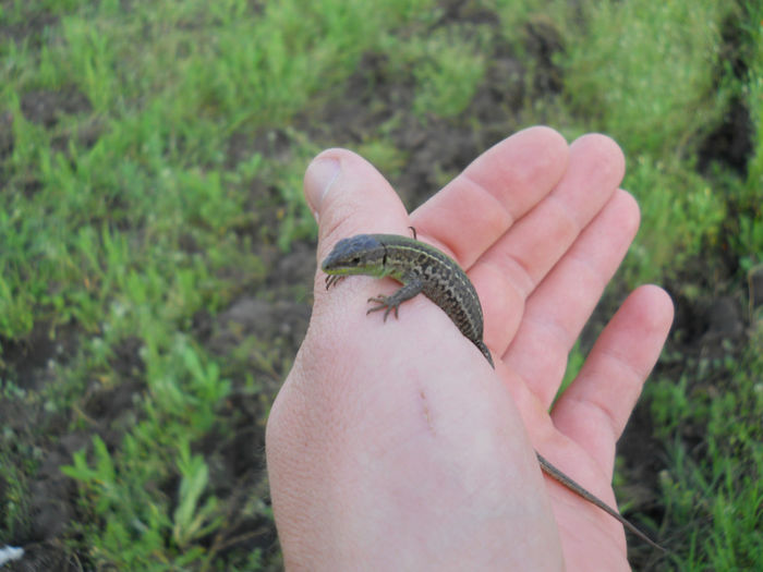 Pui din zona Olteniei 24.04.14 - 92 Reptile amfibieni batracieni nevertebrate autohtone