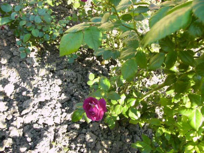 P1200766