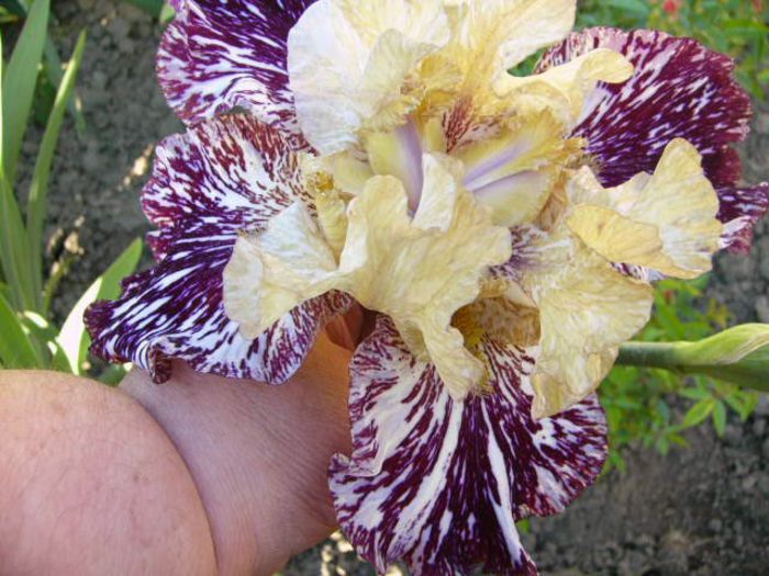 P1200775