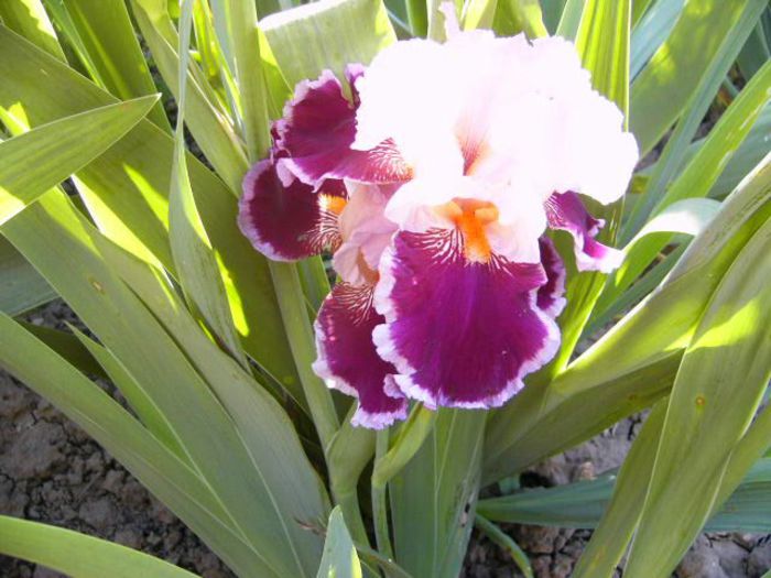 P1200793