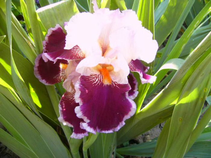 P1200798