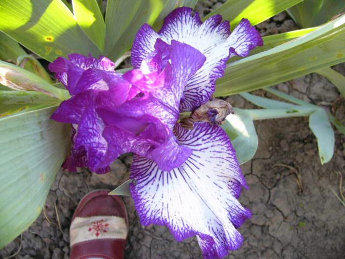 P1200803