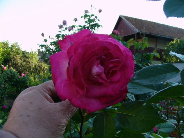 P1200874 - Anul 2014 I