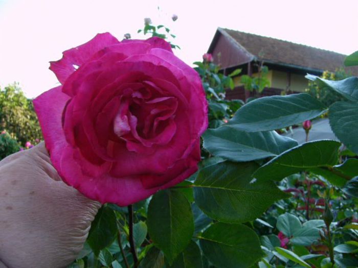 P1200875