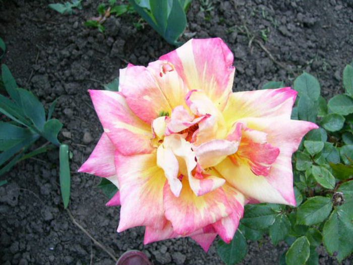 Caribia