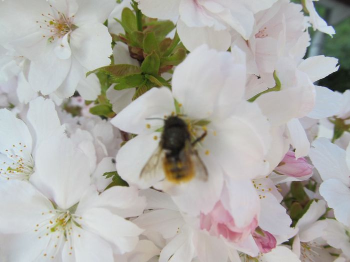  - Diverse 2 - Gradina cu flori