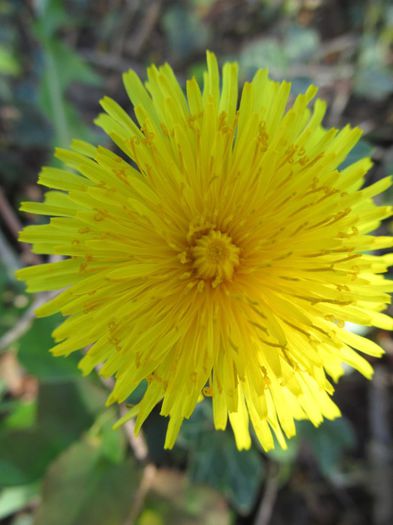 papadie - Diverse 2 - Gradina cu flori