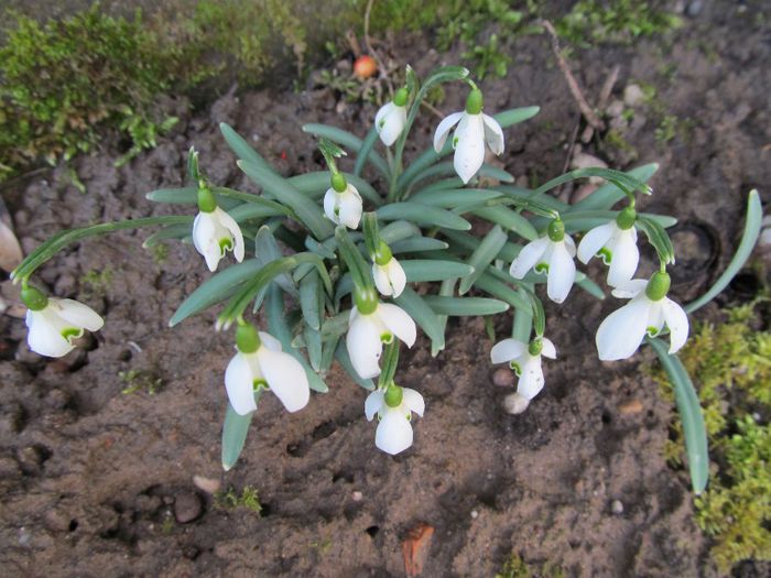  - Diverse 2 - Gradina cu flori