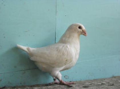 96769739_QPMGBAV3 - m---PORUMBEI VANDUTI