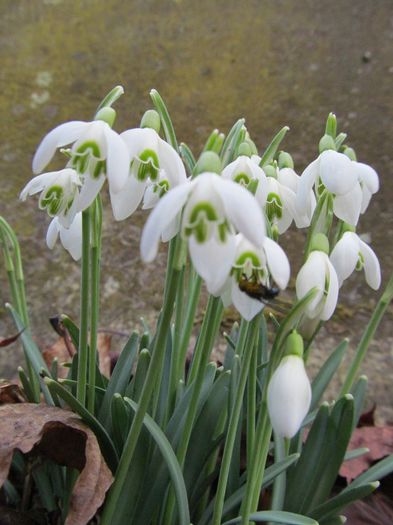  - Diverse 2 - Gradina cu flori