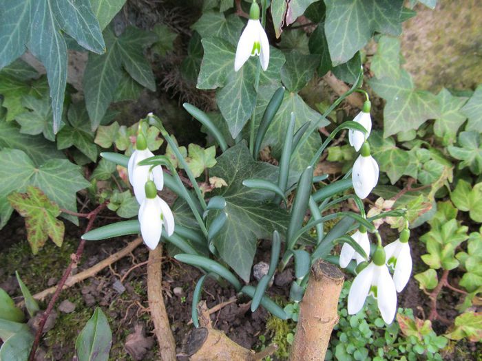  - Diverse 2 - Gradina cu flori