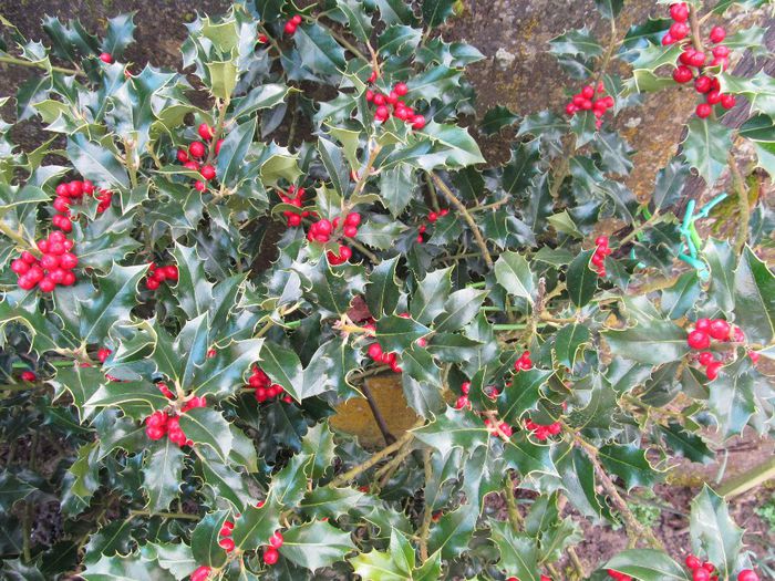  - Diverse 2 - Gradina cu flori