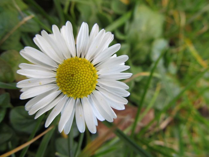  - Diverse 2 - Gradina cu flori