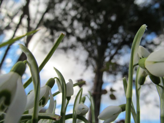  - Diverse 2 - Gradina cu flori