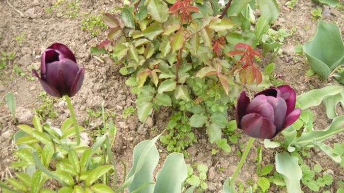 057 - 2014 primavara