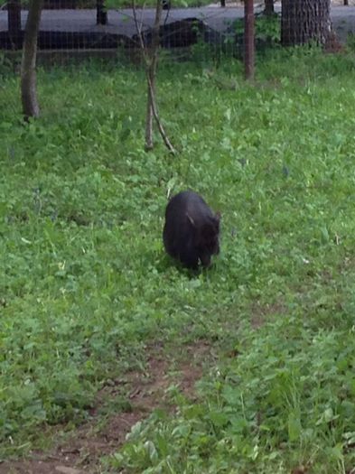 Porcusorul vietnamez vesel - Porci vietnamezi - 0344111321-0736330945