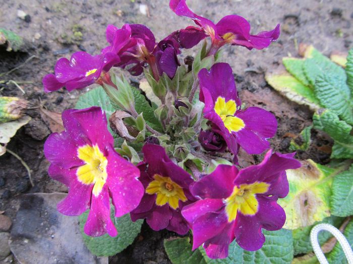  - Diverse 2 - Gradina cu flori