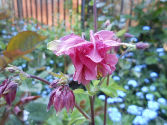 caldaruse - yyy 2014 gradina mea