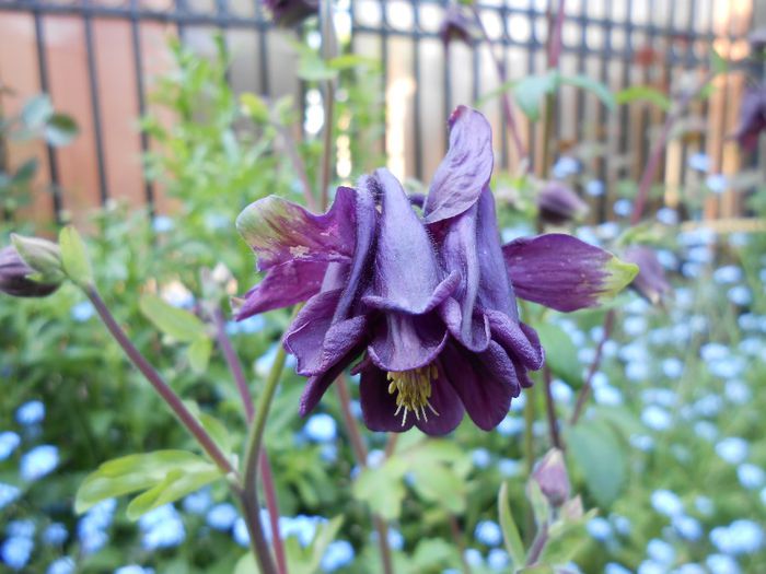 caldaruse - yyy 2014 gradina mea