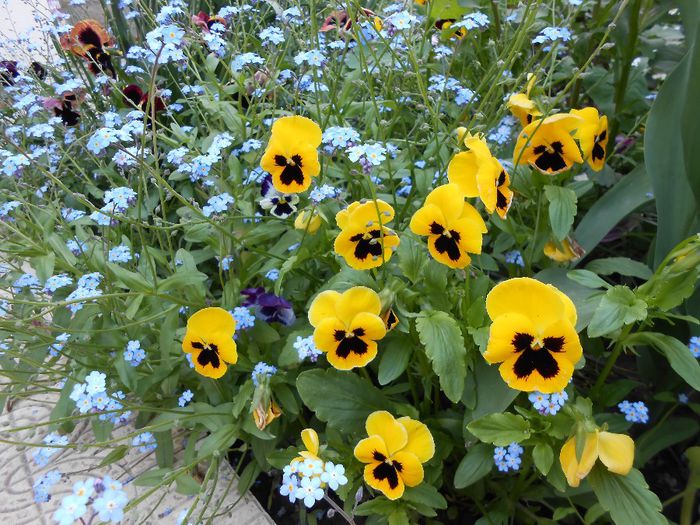 myosotis & panselute - yyy 2014 gradina mea