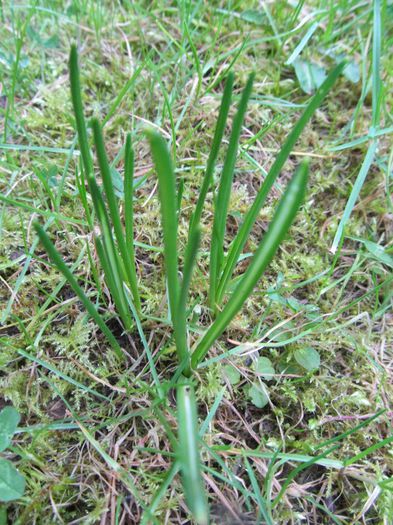  - Diverse 2 - Gradina cu flori