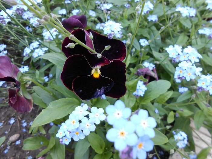 myosotis & panselute - yyy 2014 gradina mea