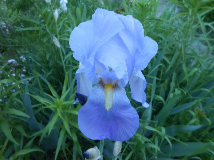 iris - yyy 2014 gradina mea