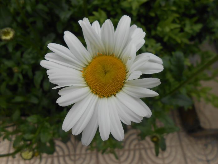 prima margareta inflorita - yyy 2014 gradina mea