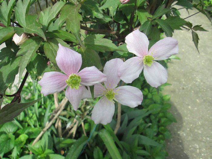 clematis montana