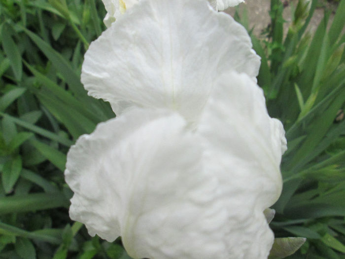 iris
