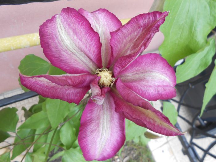 clematis Betty Risdon