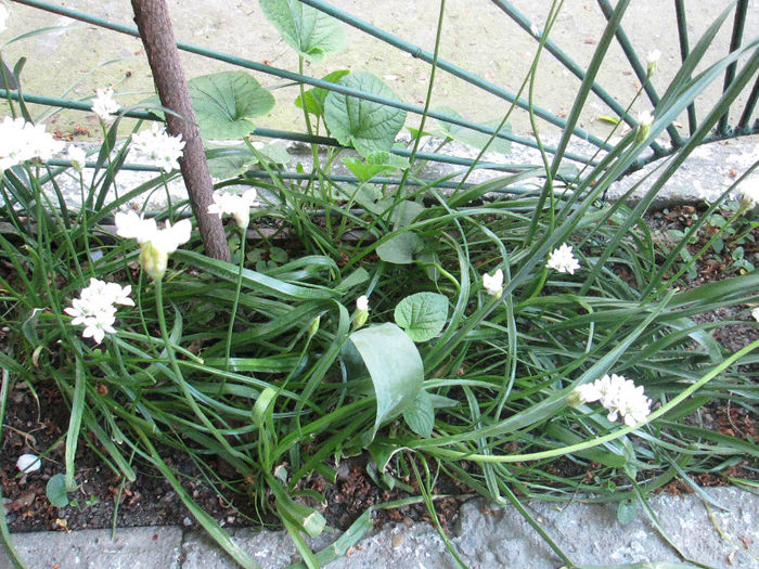 planta cu miros de usturoi
