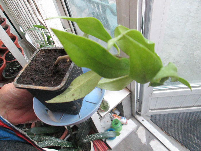 Aeschinanthus de vanzare 5 lei