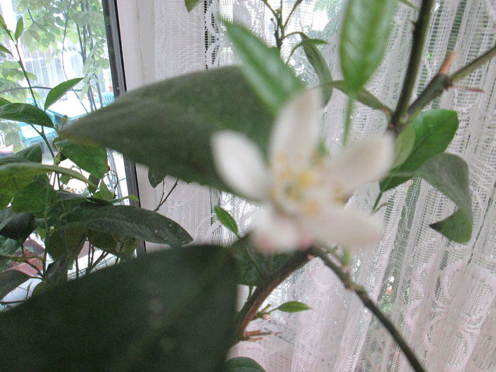 floare de lima