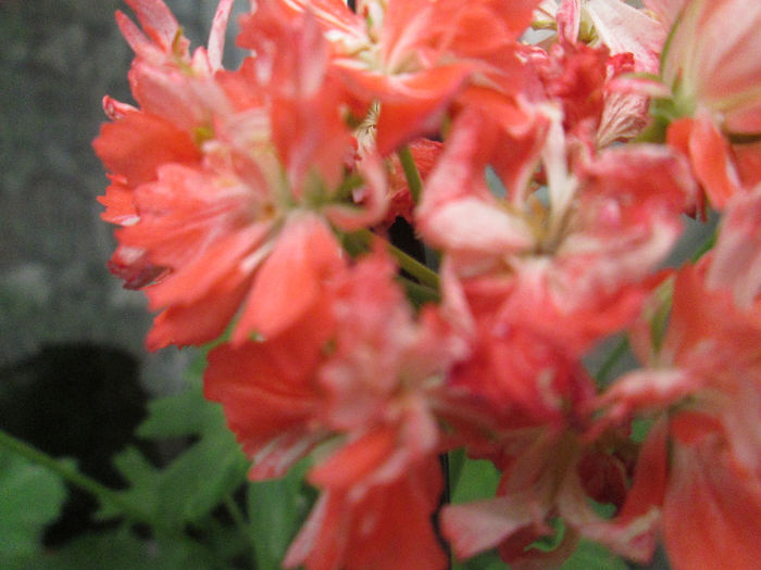 muscata stelata