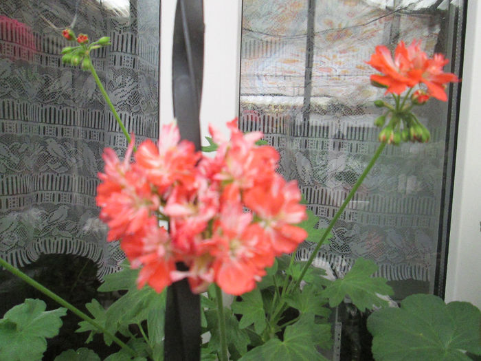 muscata stelata