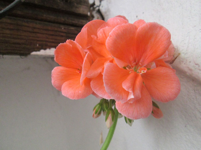 muscata olandeza