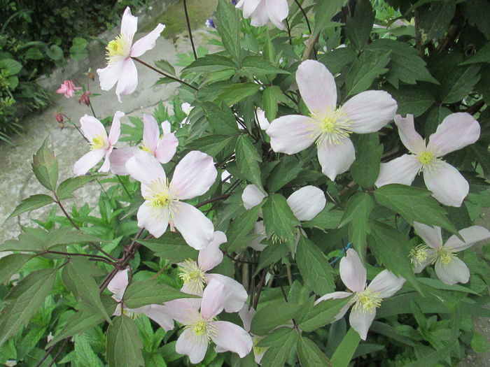clematis montana