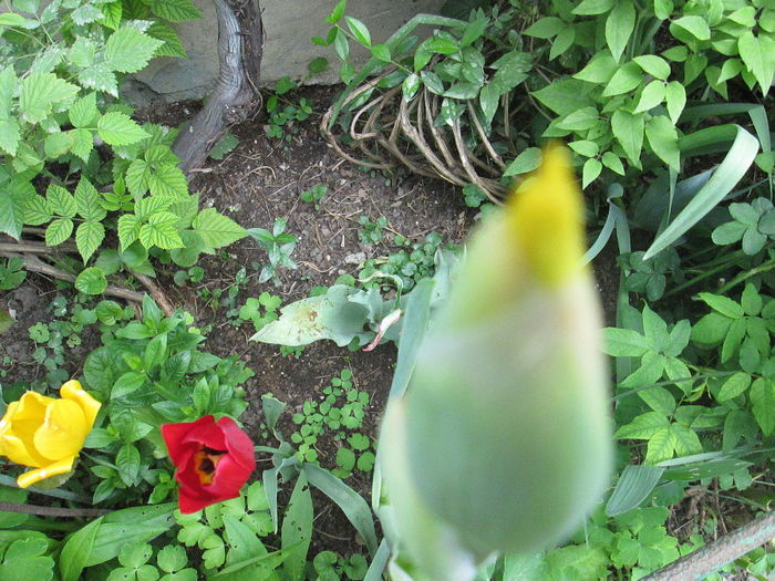 boboc de iris