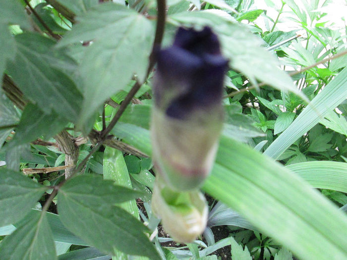 boboc de iris