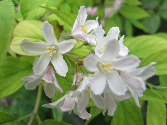 weigela