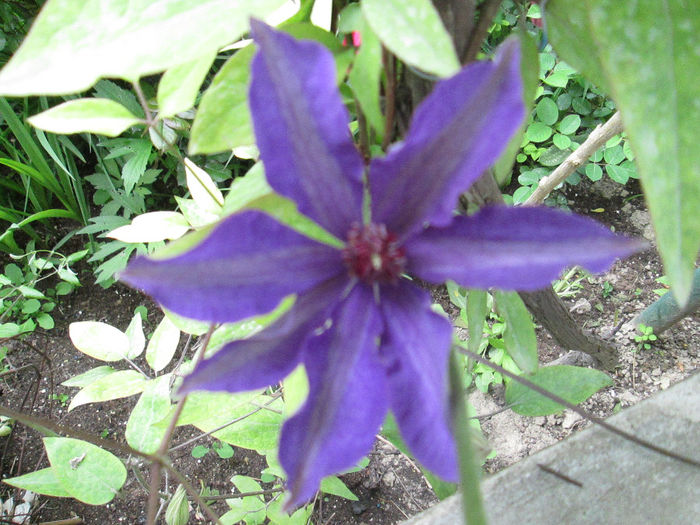 clematita