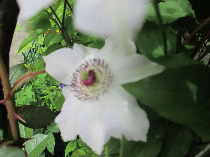 clematita