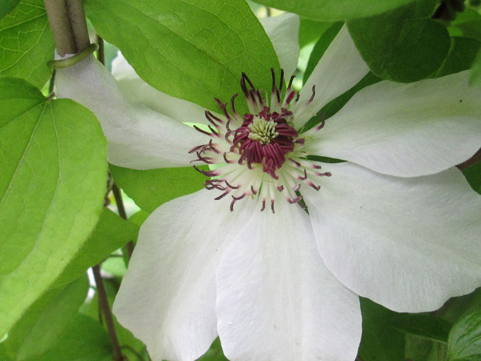 clematita 2